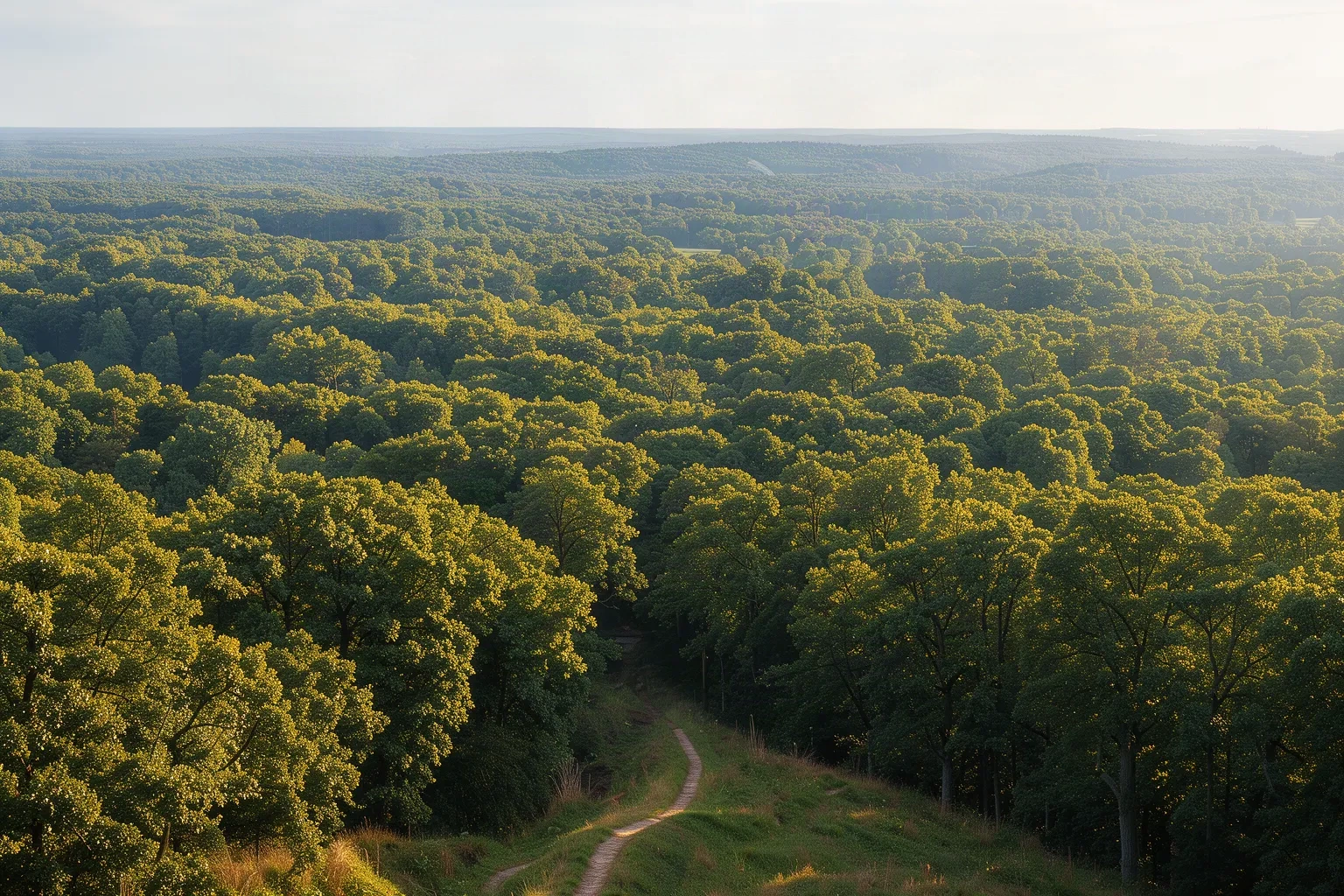 Forêt du plateau de Chambaran